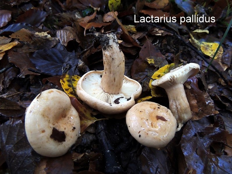 Lactarius pallidus-amf1117-1.jpg - Lactarius pallidus ; Syn: Lactarius carneoisabellinus ; Nom français: Lactaire pâle